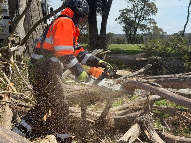 True Roots emergency tree cutting in Sydney