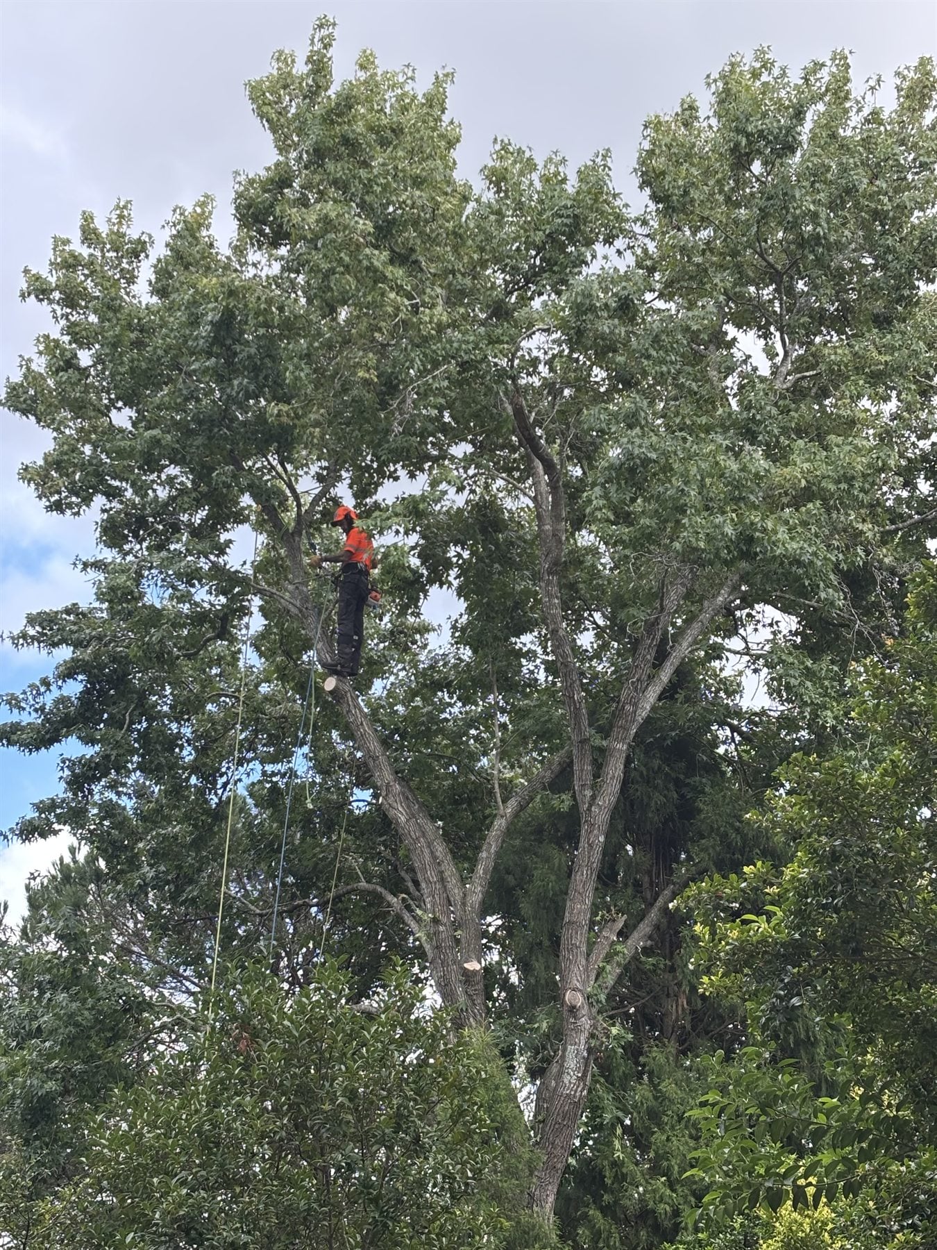 True Roots arborist climbing for tree care in Sydney