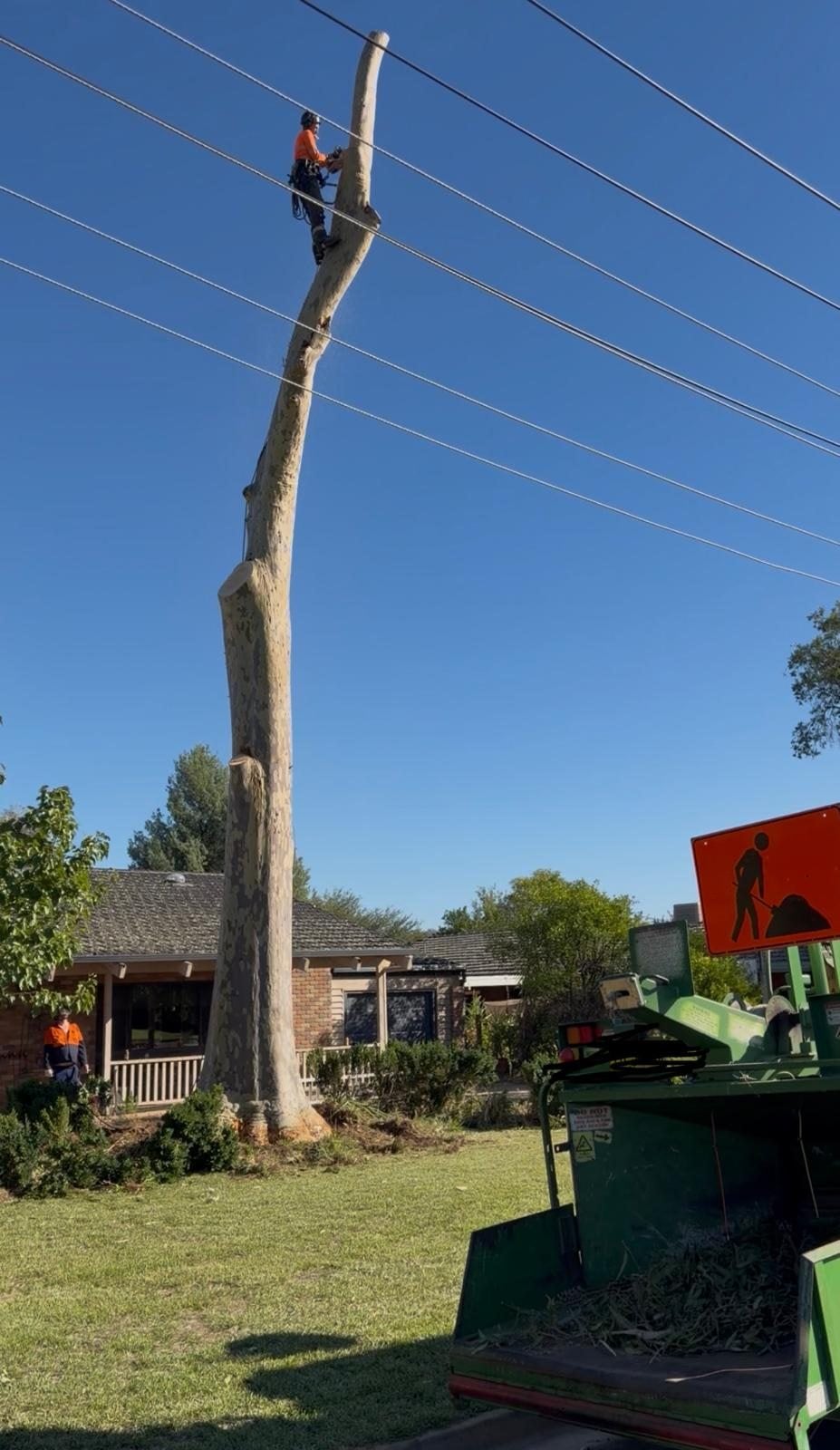 Dangerous residential tree removal near a Sydney home and powerlines