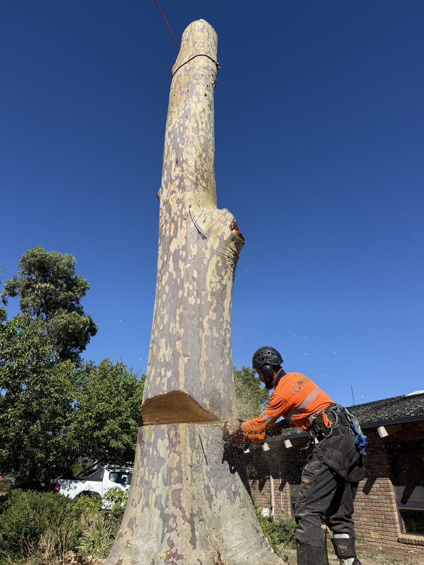 Large tree removal by True Roots arborists in Sydney