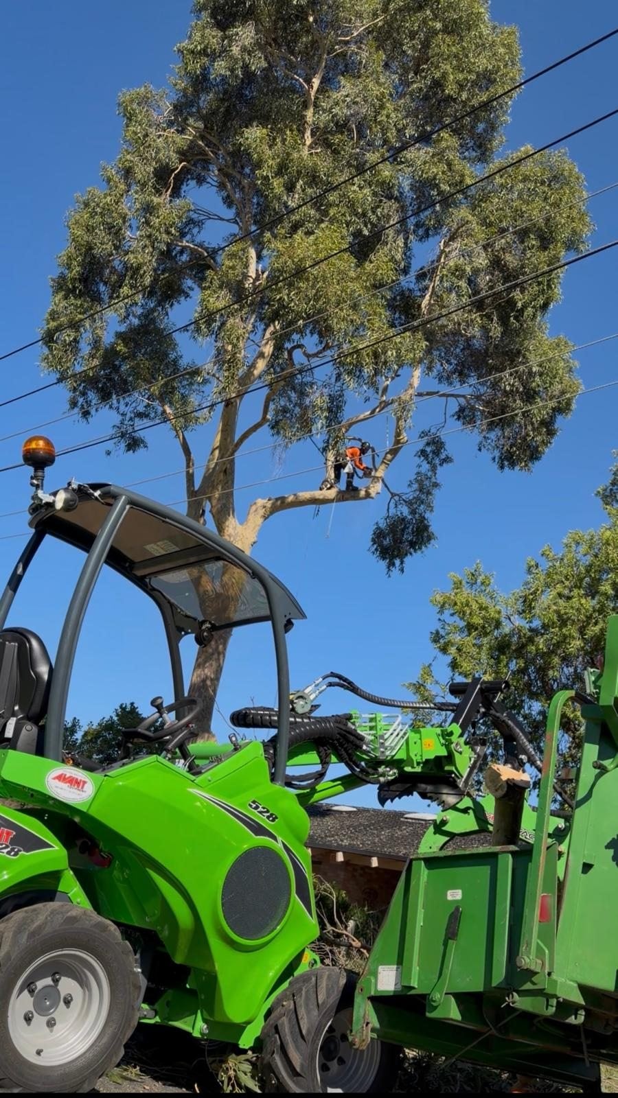 True Roots arborist working near powerlines and specialist machinery