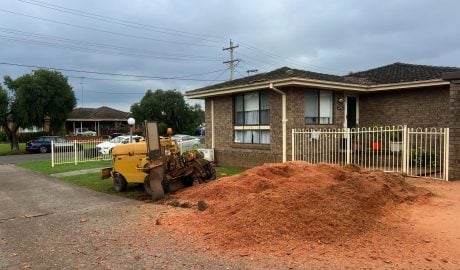 Large eucalyptus stump ground out by True Roots arborists in Cronulla