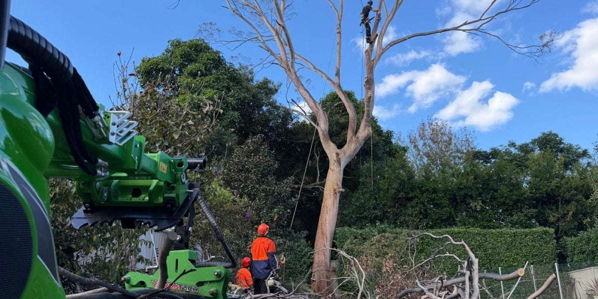 True Roots tree removal in the Georges River area of Sydney
