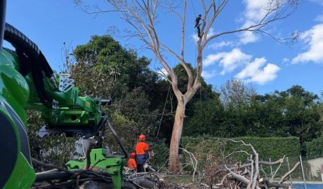 True Roots tree removal in the Georges River area of Sydney