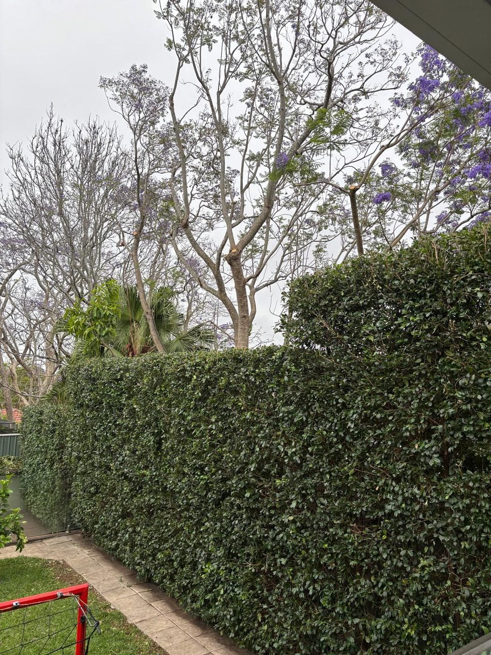 Hedge trimming Mosman — formal hedge line completed by True Roots