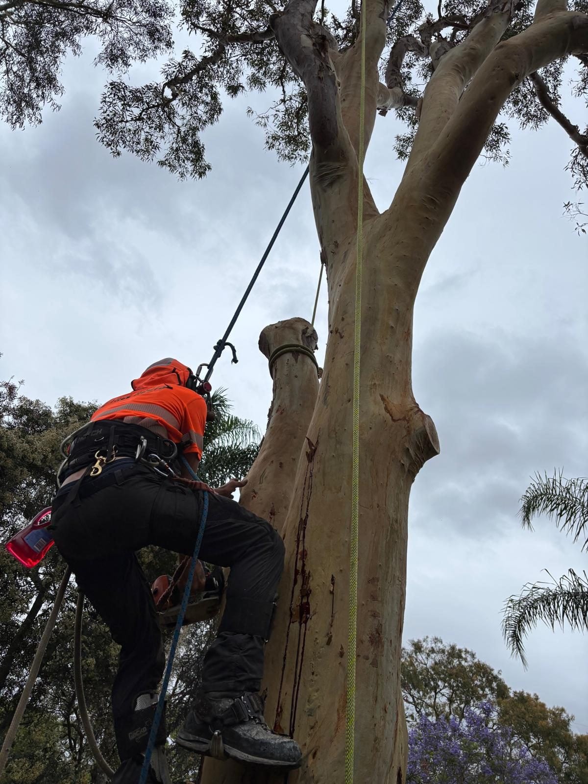 Tree removal — Menai by True Roots near Menai