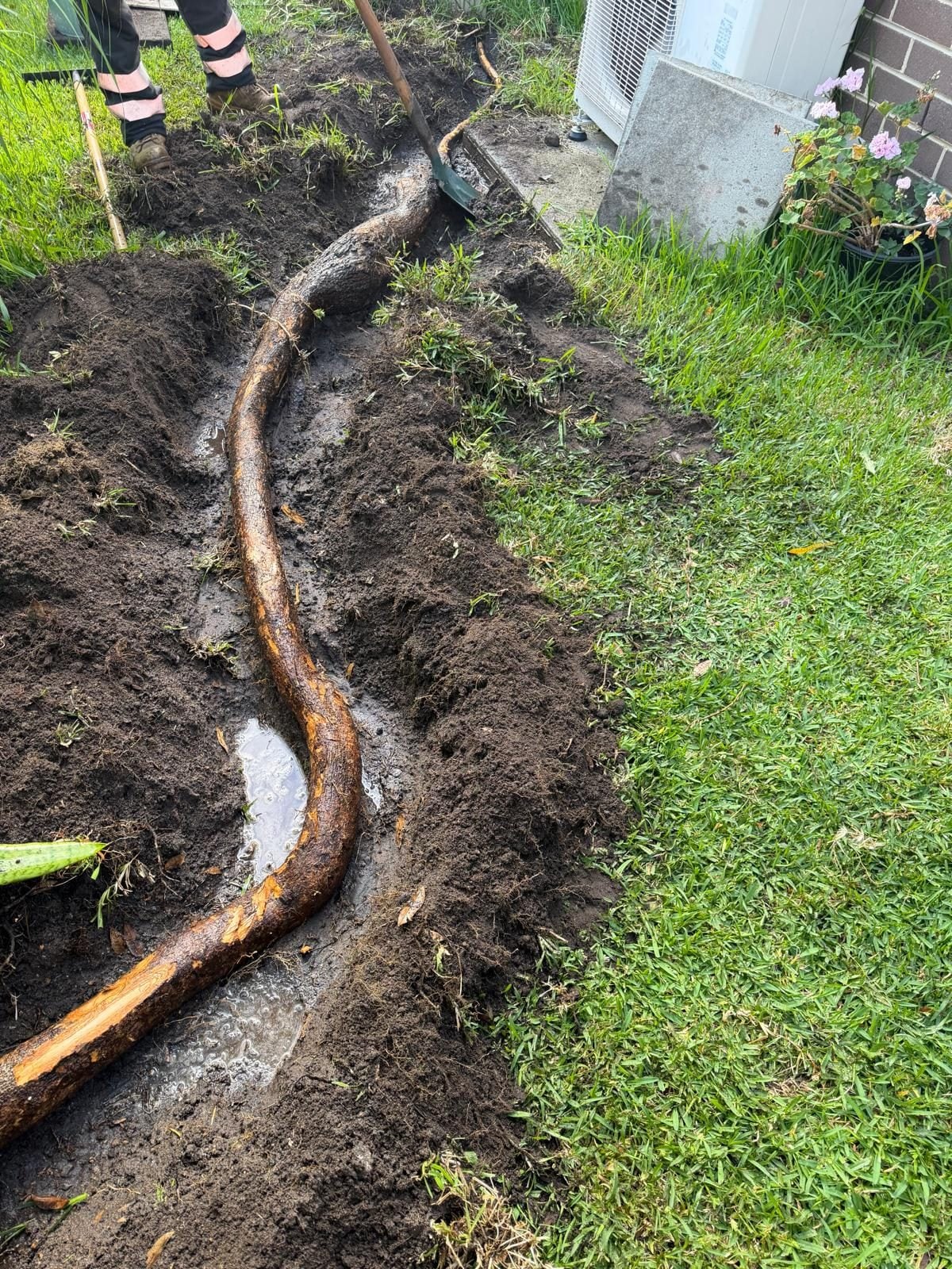 Invasive tree roots exposed before root barrier installation by True Roots in Sydney