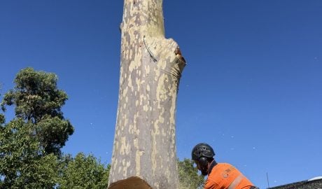 True Roots large tree removal in the Sutherland Shire