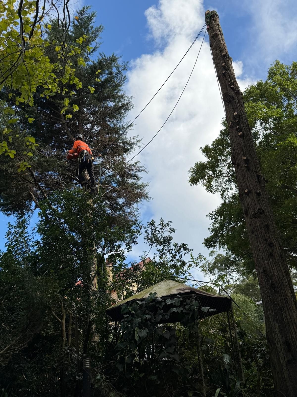 Tree pruning Sydney — True Roots climber crown-reducing a large tree