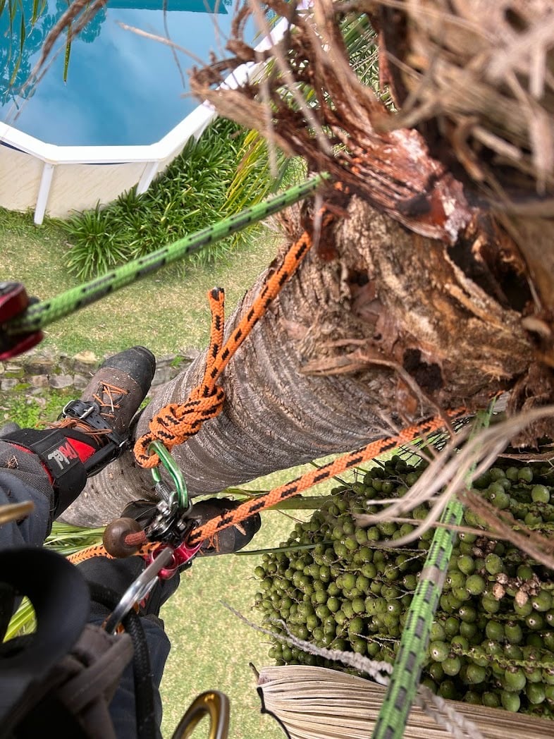 Tree services Oatley — True Roots arborist climbing a cocos palm