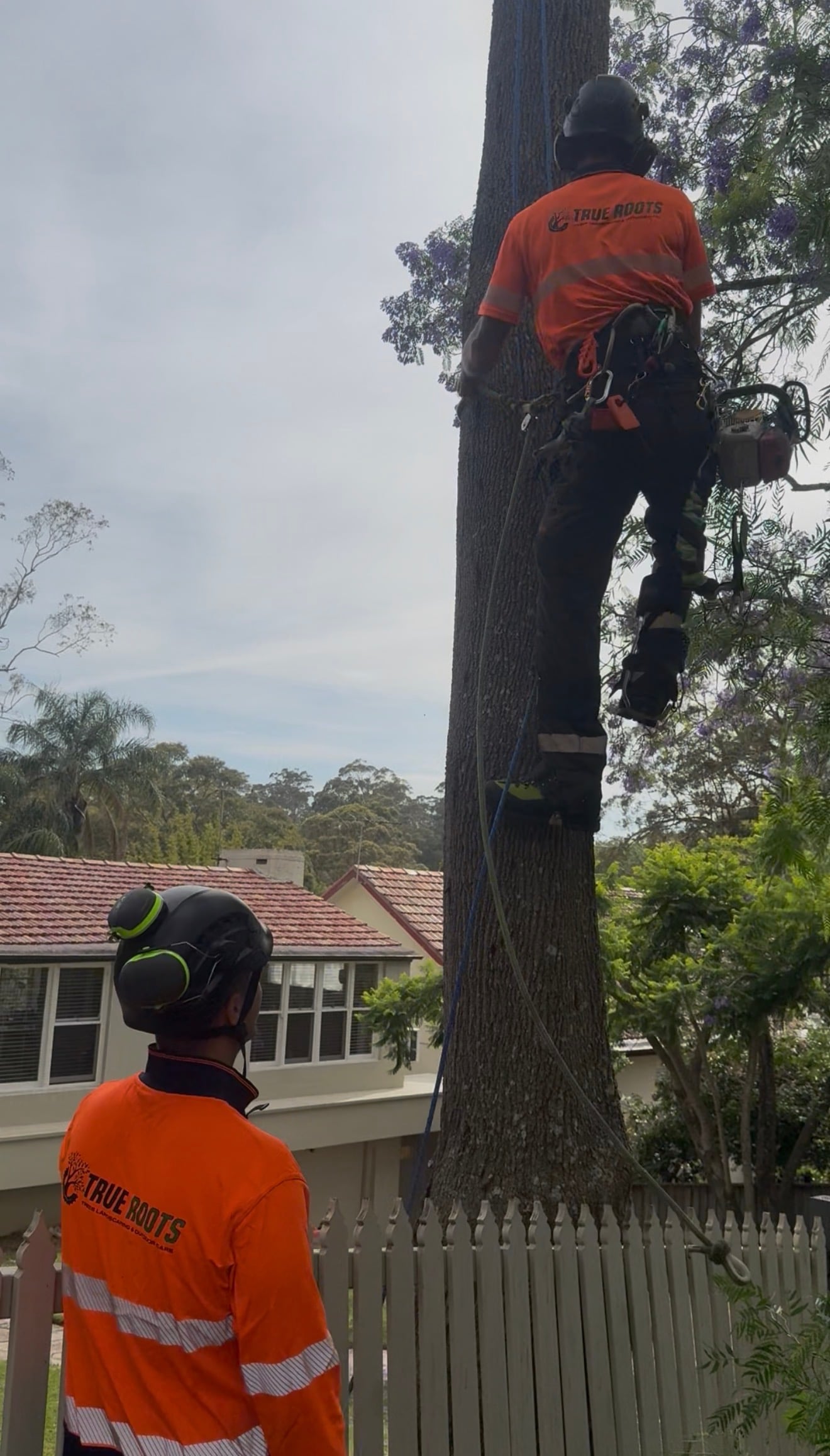 Crown reduction Sydney — arborist working a storm-damaged tree in Hornsby