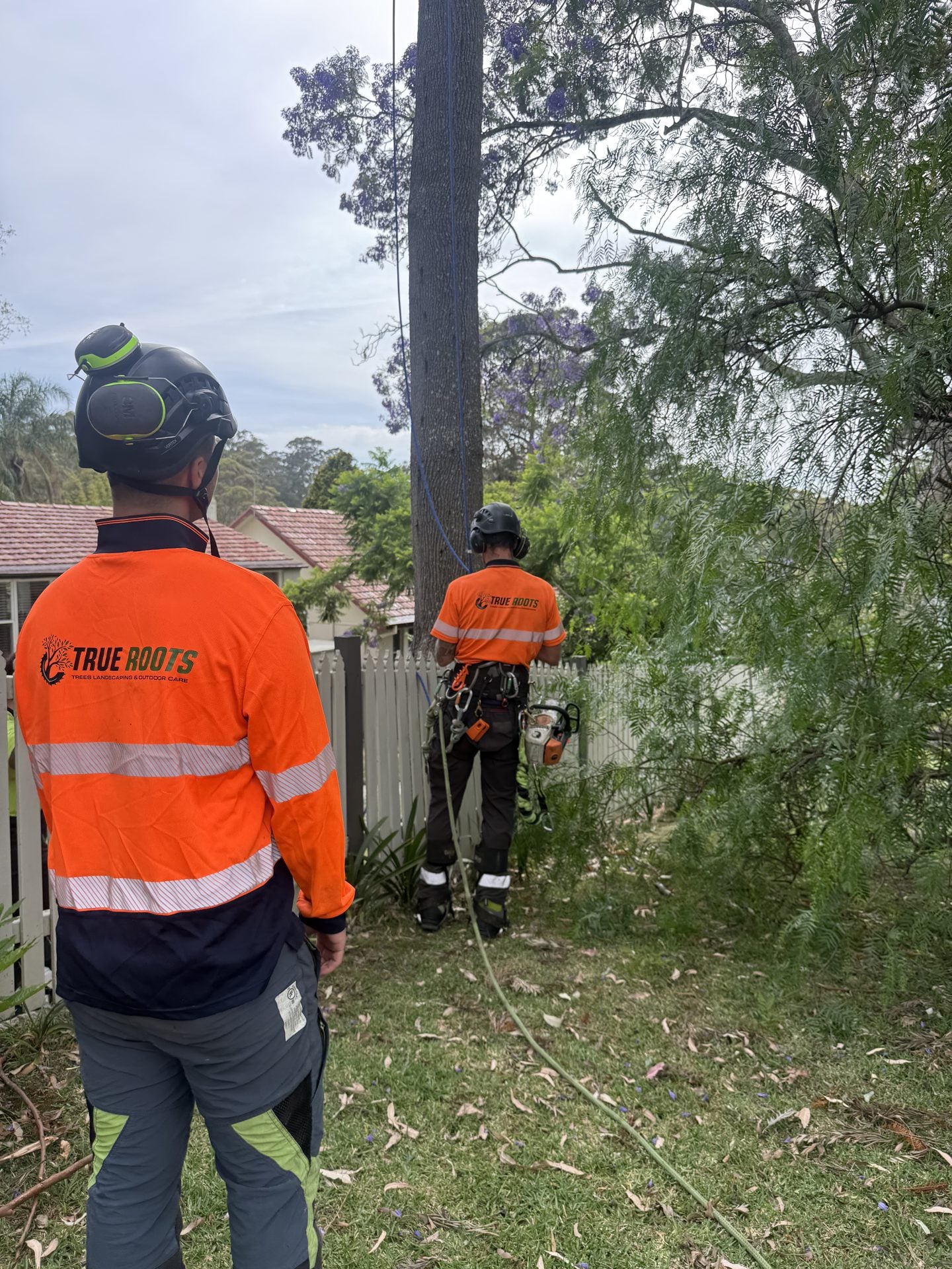 True Roots arborist rigging tree work in Sydney