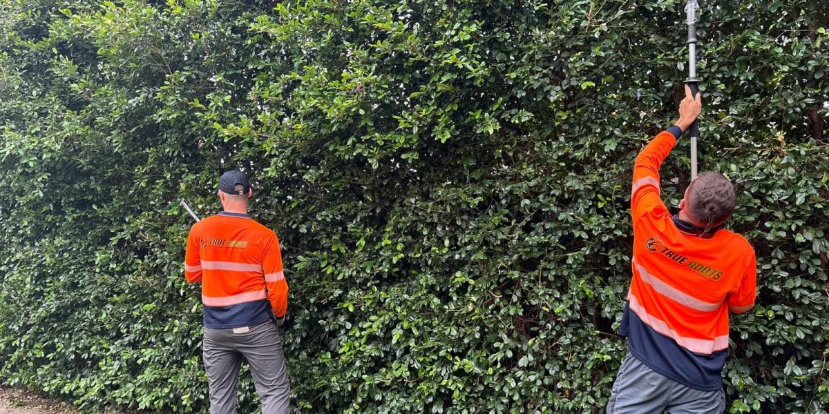 True Roots hedge and garden trimming in Cronulla