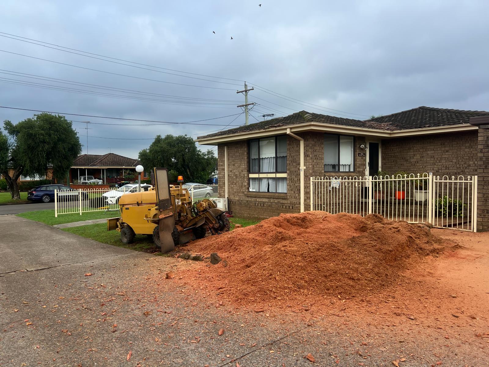 Stump grinding Cronulla — Rayco grinder on a eucalyptus stump