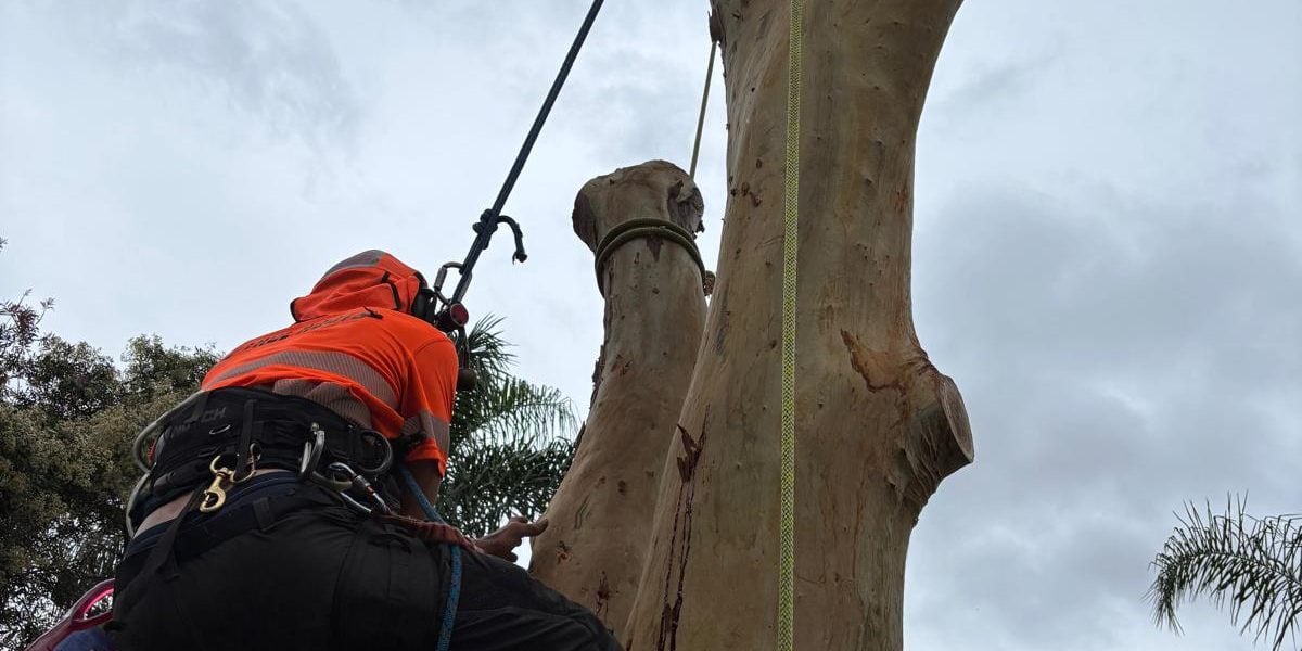 True Roots arborist carrying out tree removal in Menai