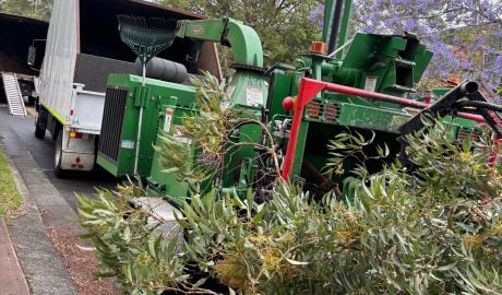 True Roots vegetation management with a wood chipper on a Sydney roadside
