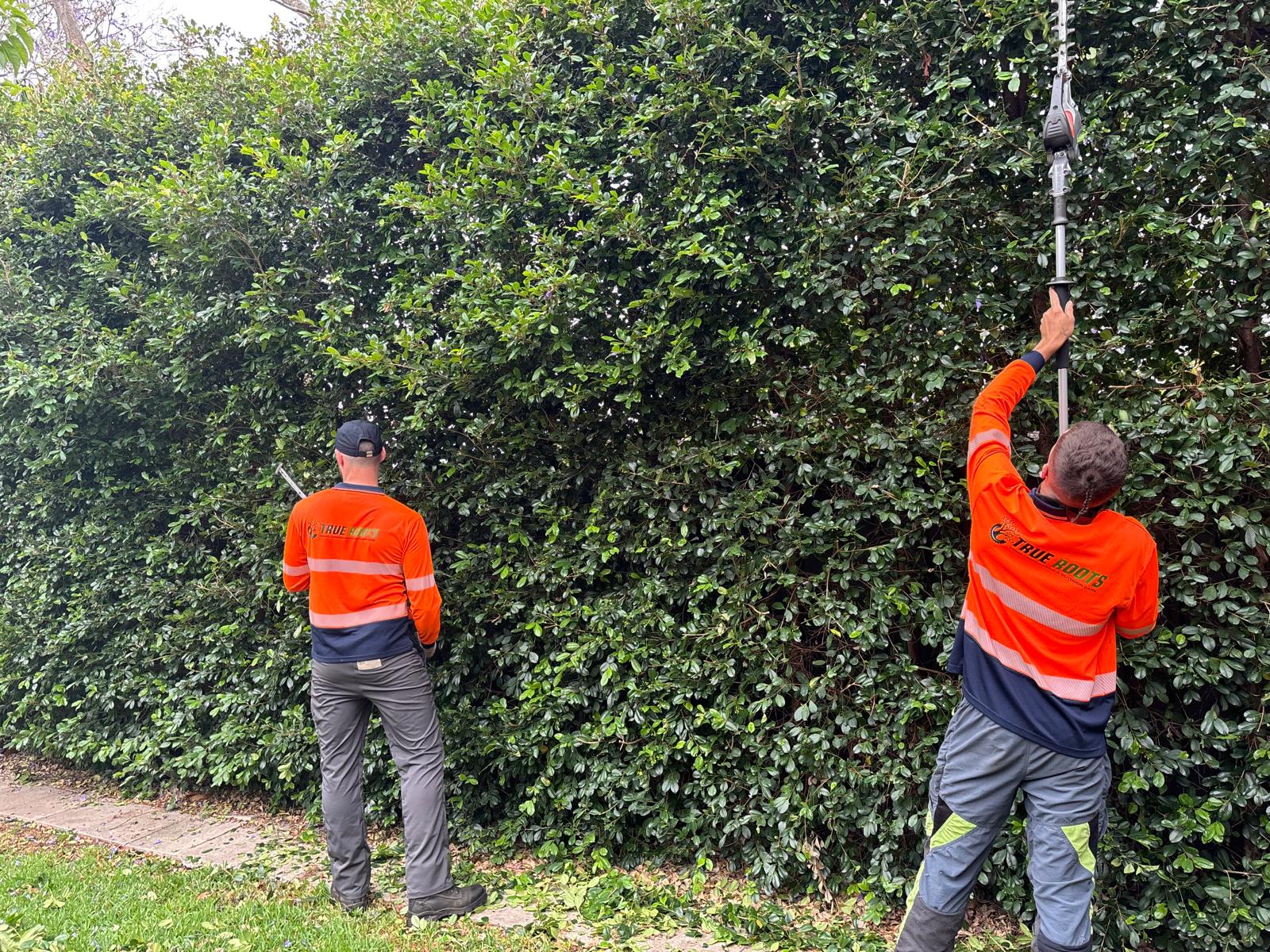Tree services Cronulla — hedge and garden trimming completion