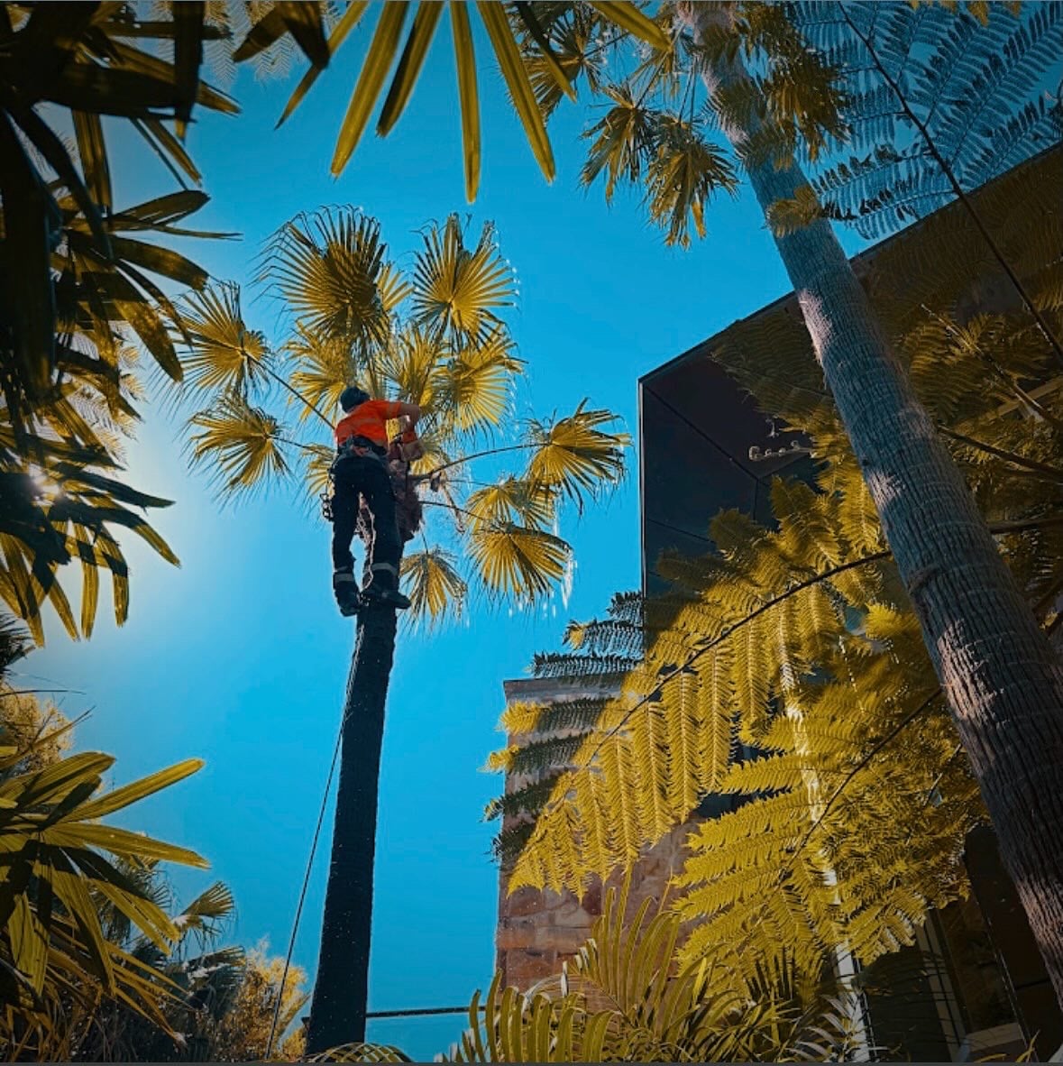 Palm tree removal Sydney — True Roots crew pruning palms